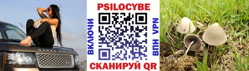 Псилоцибиновые грибы мицелий  цены   Светлогорск 